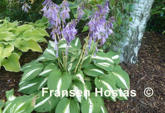 Hosta Lakeside Spellbinder